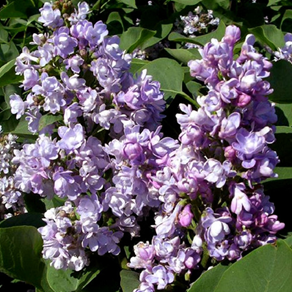     Syringa vulgaris Katherine Havemeyer  